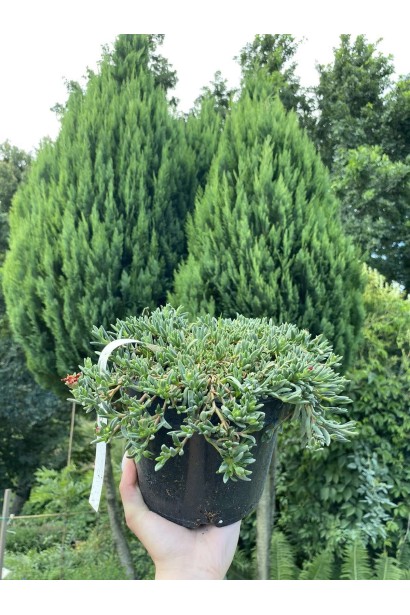 Делосперма Санделла Ред - 3л/вис.0-5см/Ø10-20см